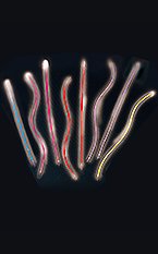 FL3011 electric sticks